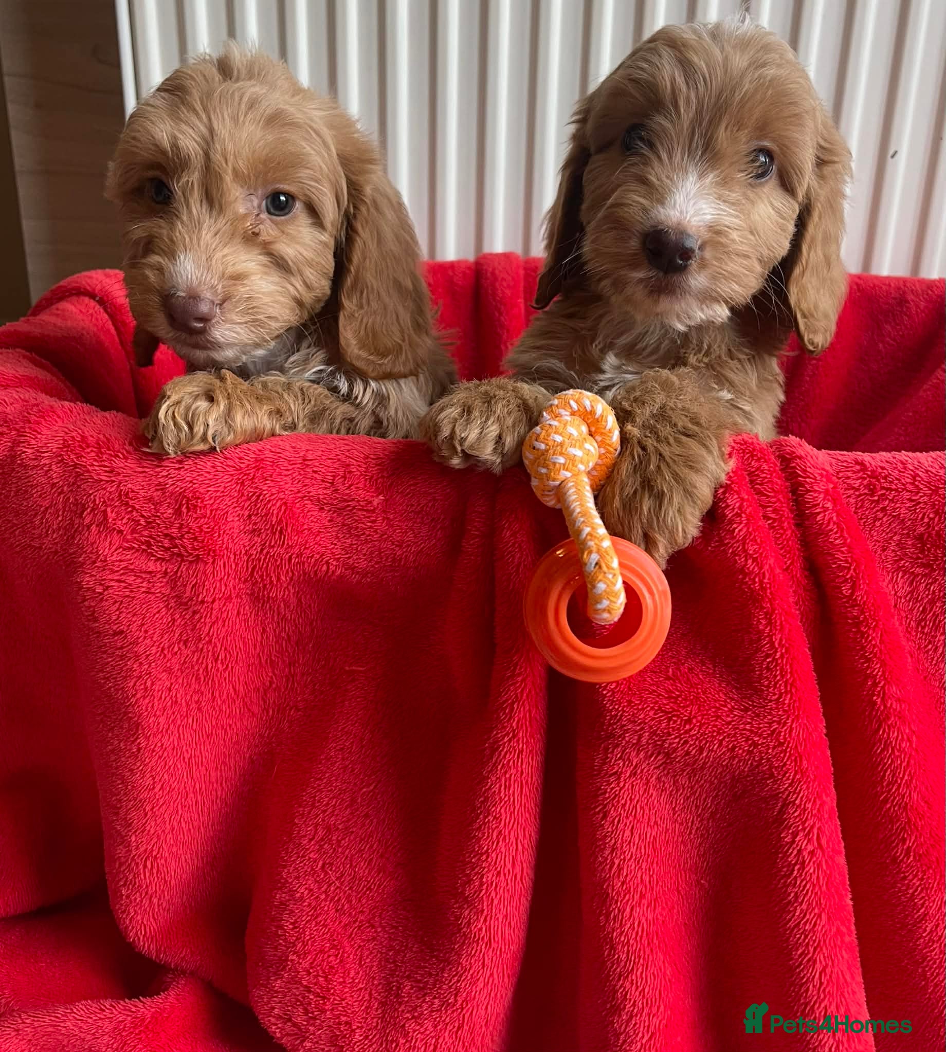 Cockapoo dogs Beautiful F1 cockerpoo pups NOW READY - Advert 2