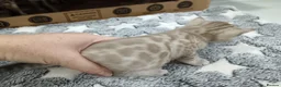 Bengal cats for sale: F6 Tica Reg Bengals - Advert 17
