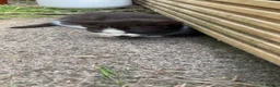 Mixed Breed cats for sale: Ragdoll / British Short Hair Kittens For Sale £100 - Advert 22