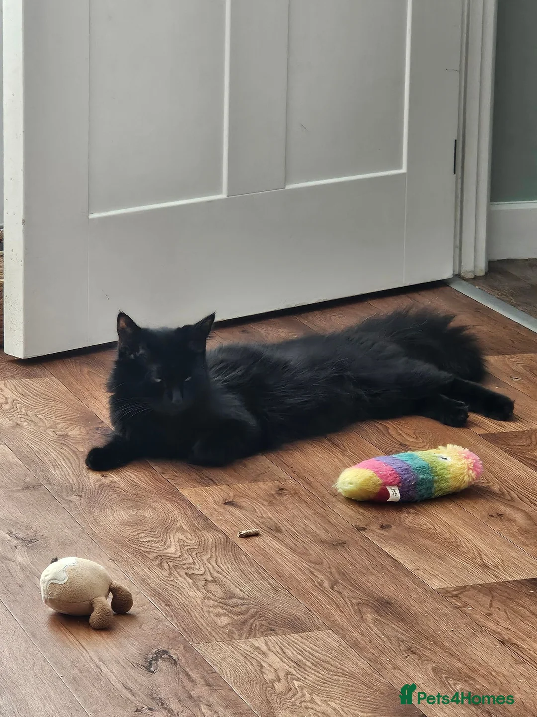 Mixed Breed cats for sale: Mixed maincoon kittens - Advert 2