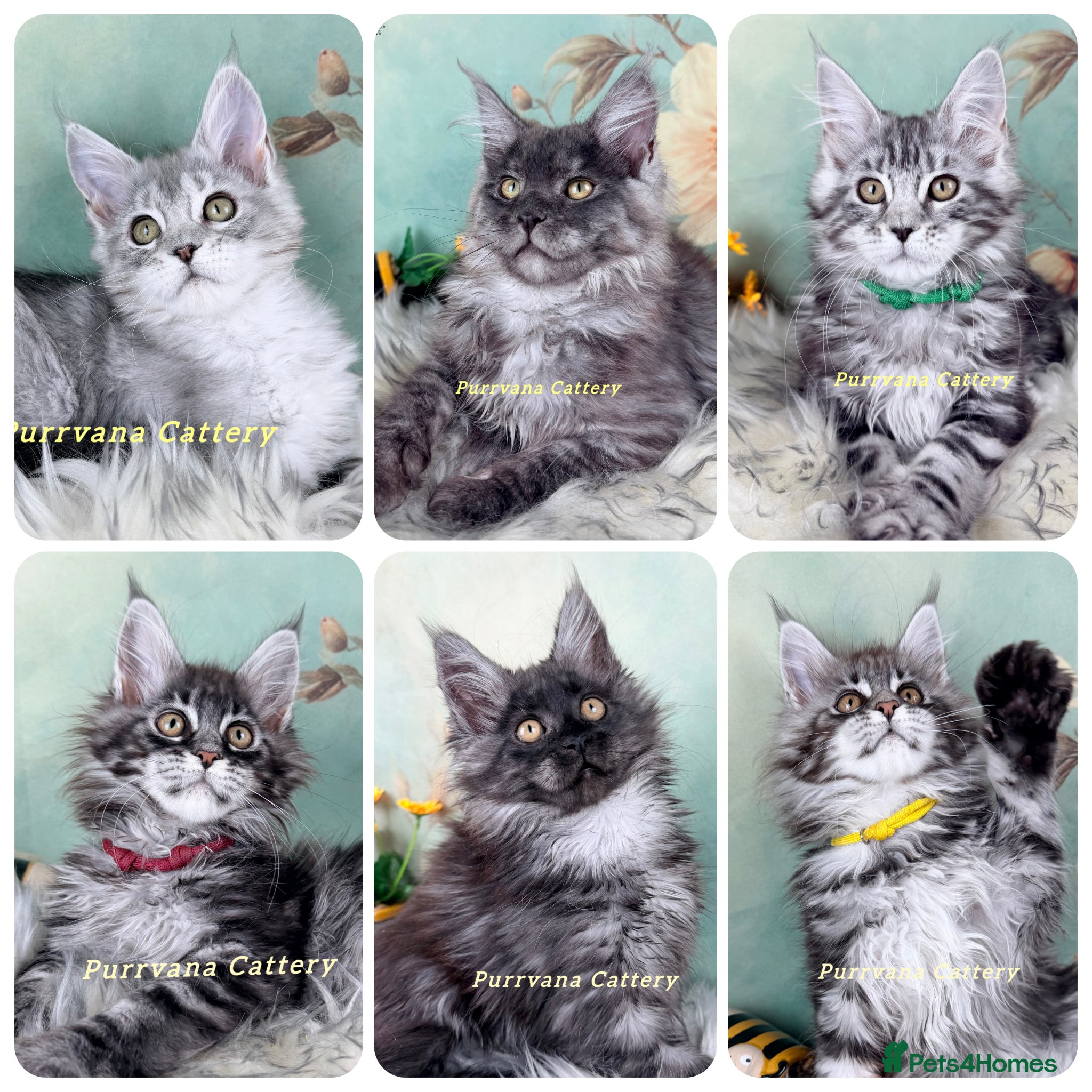 Maine Coon cats TICA registration Maine coon kittens Ready Now - Advert 1