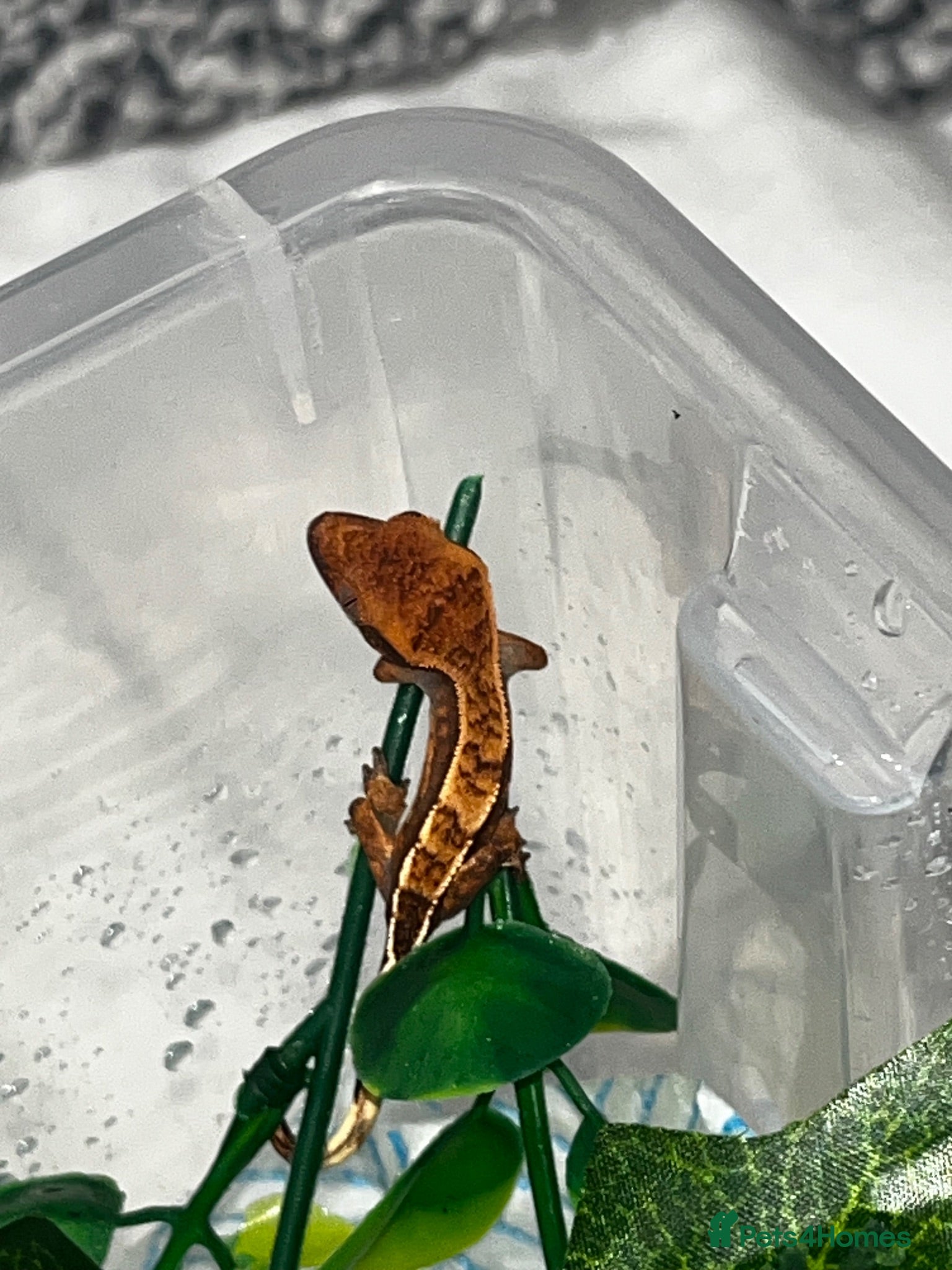 Gecko reptiles Four baby crested geckos  - Advert 18