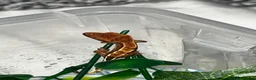 Gecko reptiles for sale: Four baby crested geckos  - Advert 1