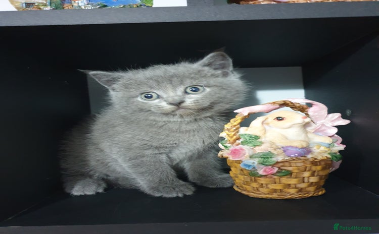 British Shorthair cats - Advert 7