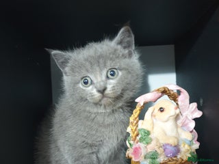 British Shorthair cats - Advert 1
