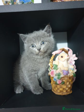 British Shorthair cats - Advert 13