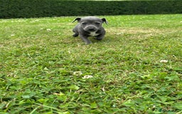 Jack Russell dogs for sale: Jack Russell, stunning litter,  in Doncaster - Image 28