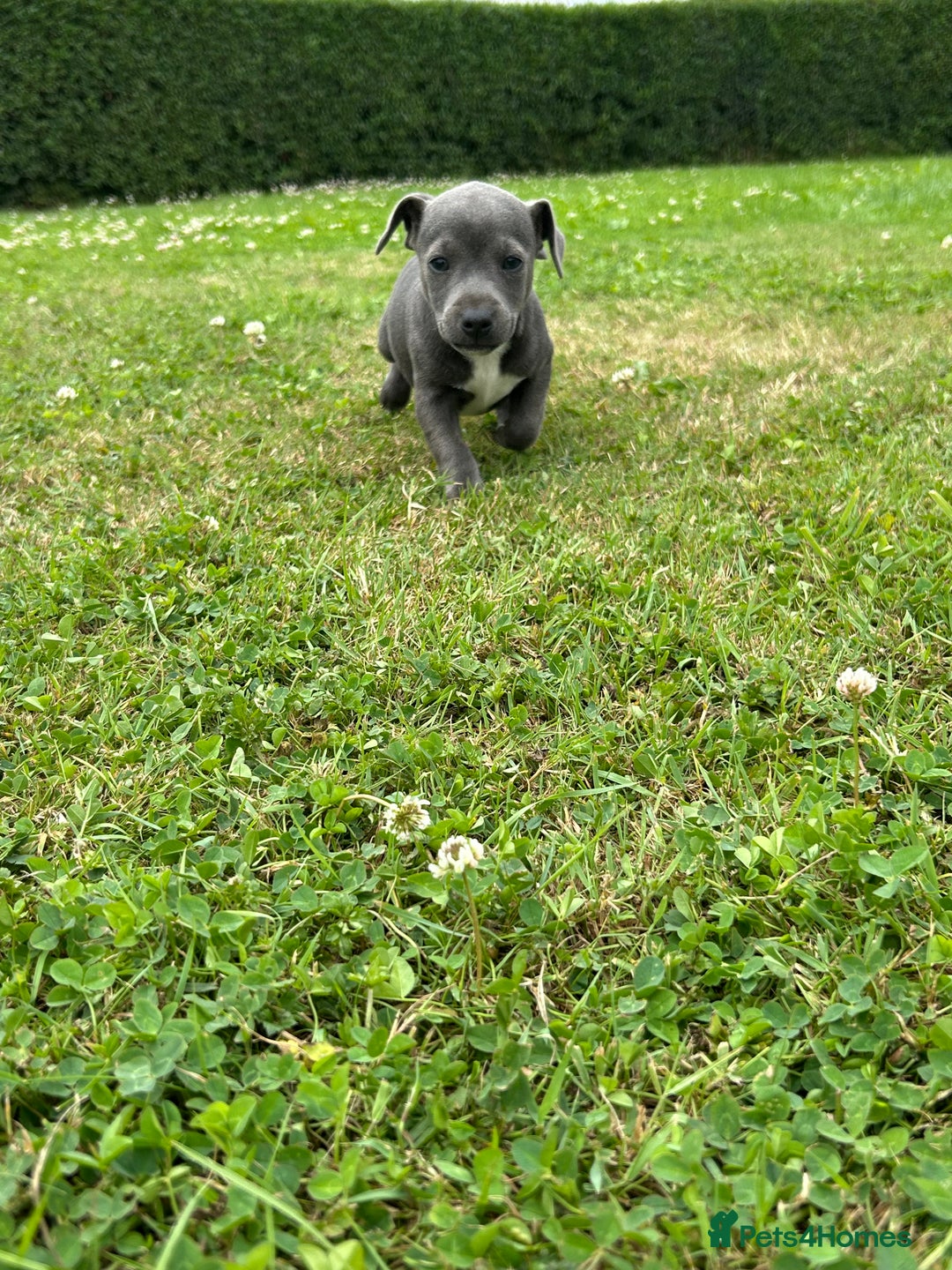 Jack Russell dogs for sale: Jack Russell, stunning litter,  in Doncaster - Image 28