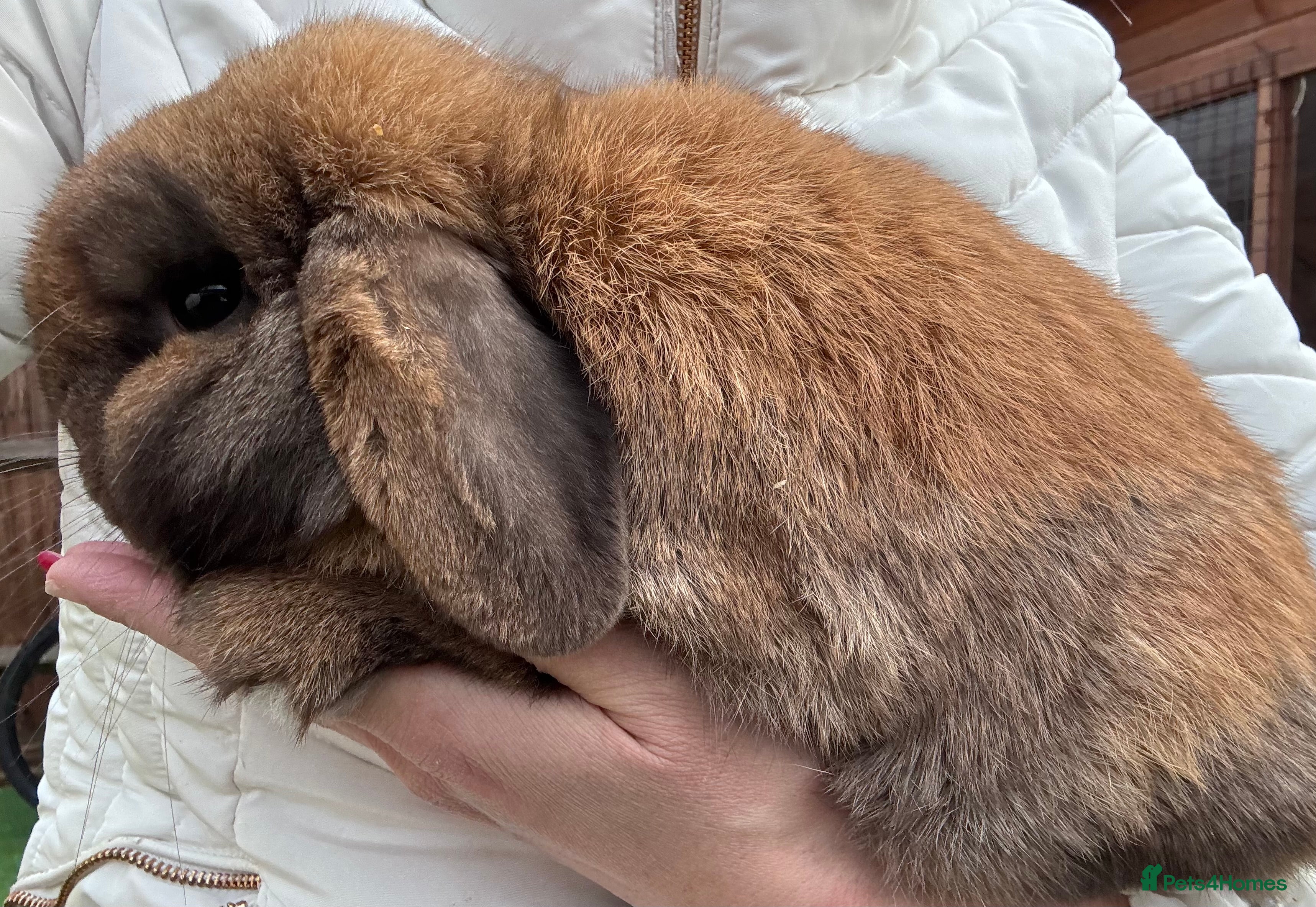 Mini Lop rabbits Adult Mini Lops Needing Loving Homes - Advert 1