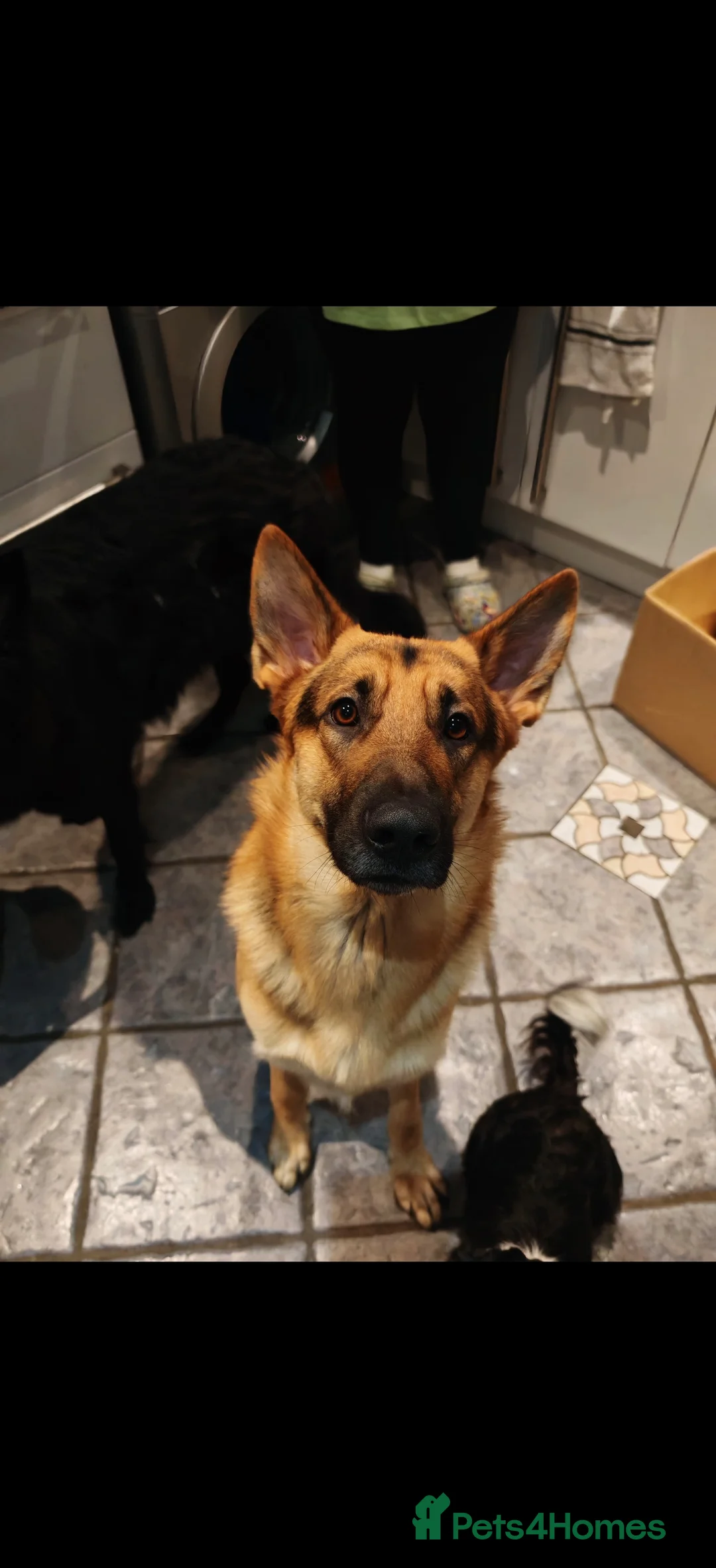 German Shepherd dogs for stud: German Shepherd Stud - Barney - Advert 3