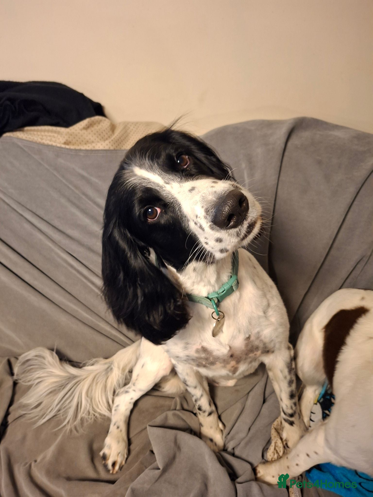 English Springer Spaniel dogs Black and white PROVEN Springer Spaniel for stud. - Advert 13