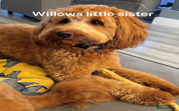 Labradoodle dogs for sale: Stunning F1bb miniature labradoodle puppies - Image 8