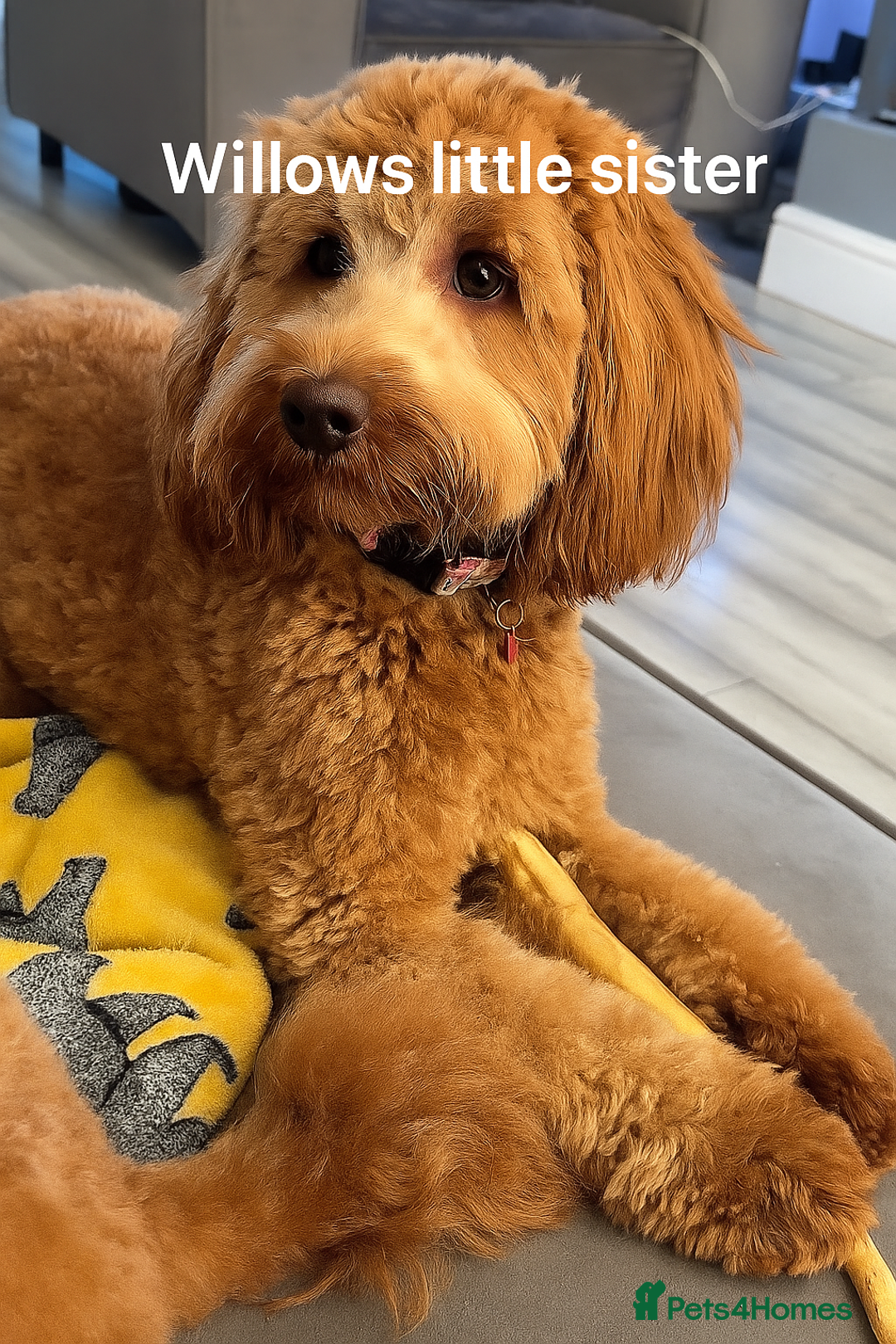 Labradoodle dogs for sale: Stunning F1bb miniature labradoodle puppies - Image 8