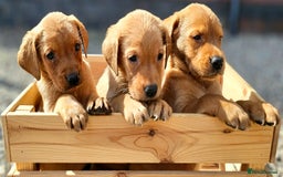 Labrador Retriever dogs for sale: ONLY 1 BEAUTIFUL KC FOX RED GIRL LAB AVAILABLE - Image 8