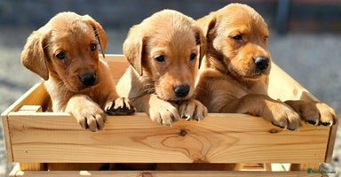 Labrador Retriever dogs - Advert 7