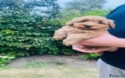 Labradoodle dogs for sale: Chunky Miniature Soft Curled Labradoodle Pups - Image 9