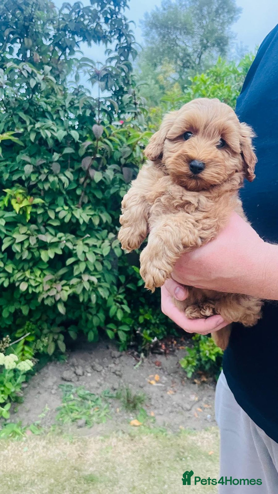 Labradoodle dogs for sale: Chunky Miniature Soft Curled Labradoodle Pups - Image 9
