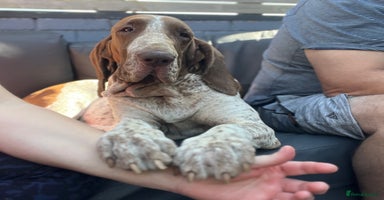 Bracco Italiano dogs - Advert 14