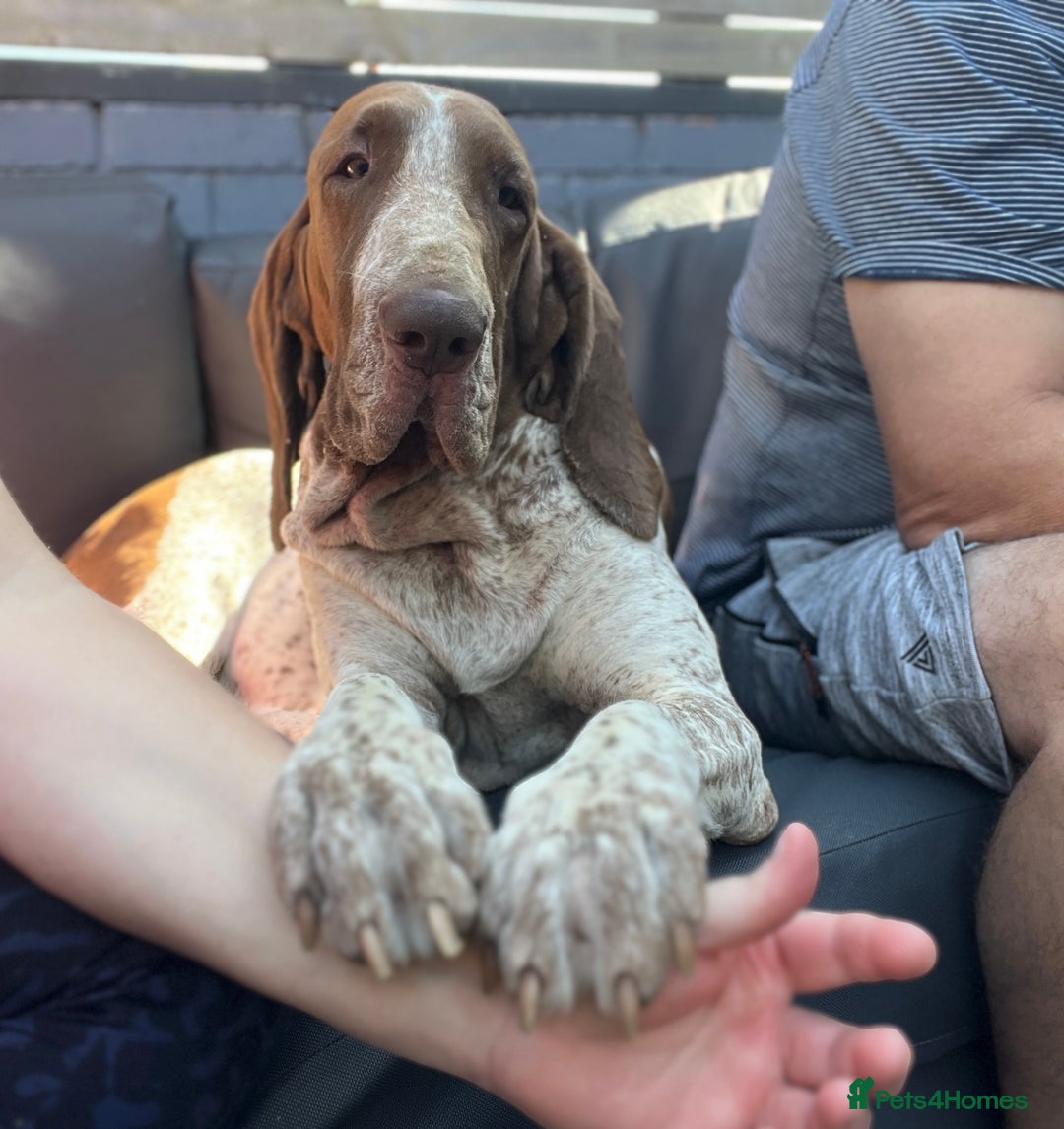 Bracco Italiano dogs for sale: Family raised Bracco Italiano puppies - Image 4