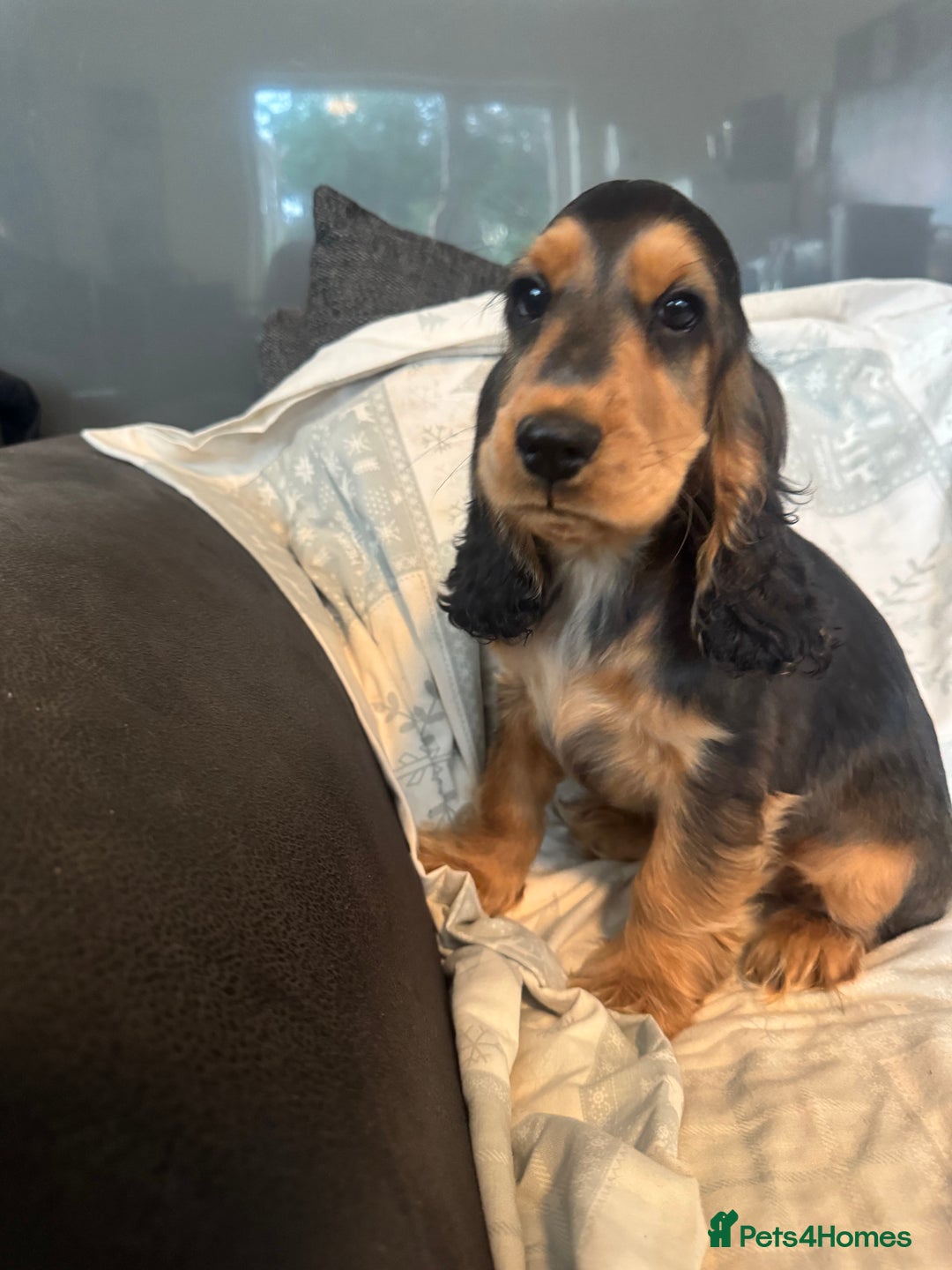 Cocker Spaniel dogs for sale: Cocker Spaniel Puppies - Image 3
