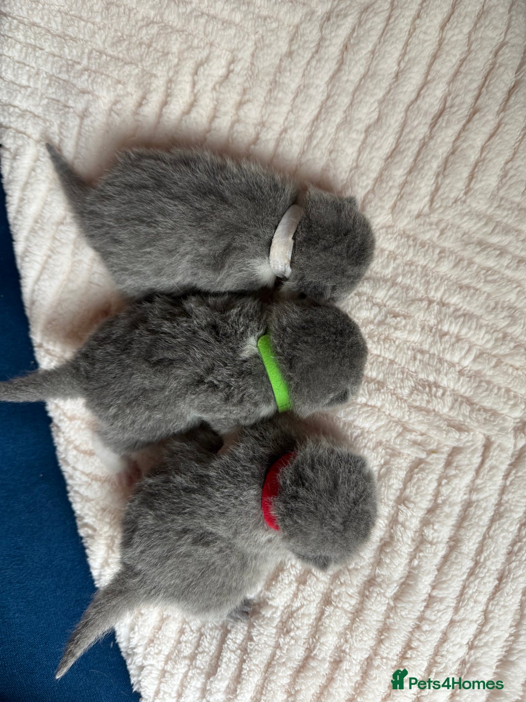 British Shorthair cats for sale: Outstanding kittens 😻 Champion line🥇🏆😻 - Image 4