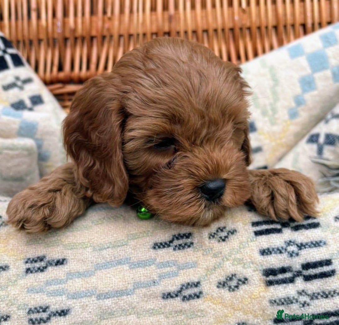 Cockapoo dogs for sale: ❤️ Tiny Deep Red Miniature F1b Cockapoo Pup's  - Image 17