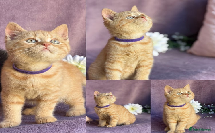 British Shorthair cats - Advert 13