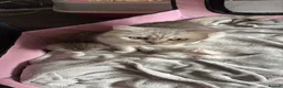 British Shorthair cats for sale: British shorthair X - Advert 1