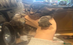 Mixed Breed cats for sale: Ragdoll mixbreed kittens for new home  - Image 5