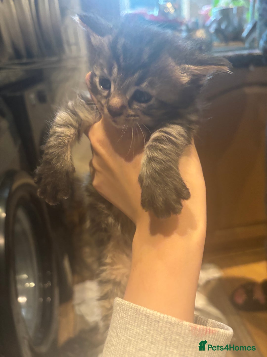 Mixed Breed cats for sale: Ragdoll mixbreed kittens for new home  - Image 5