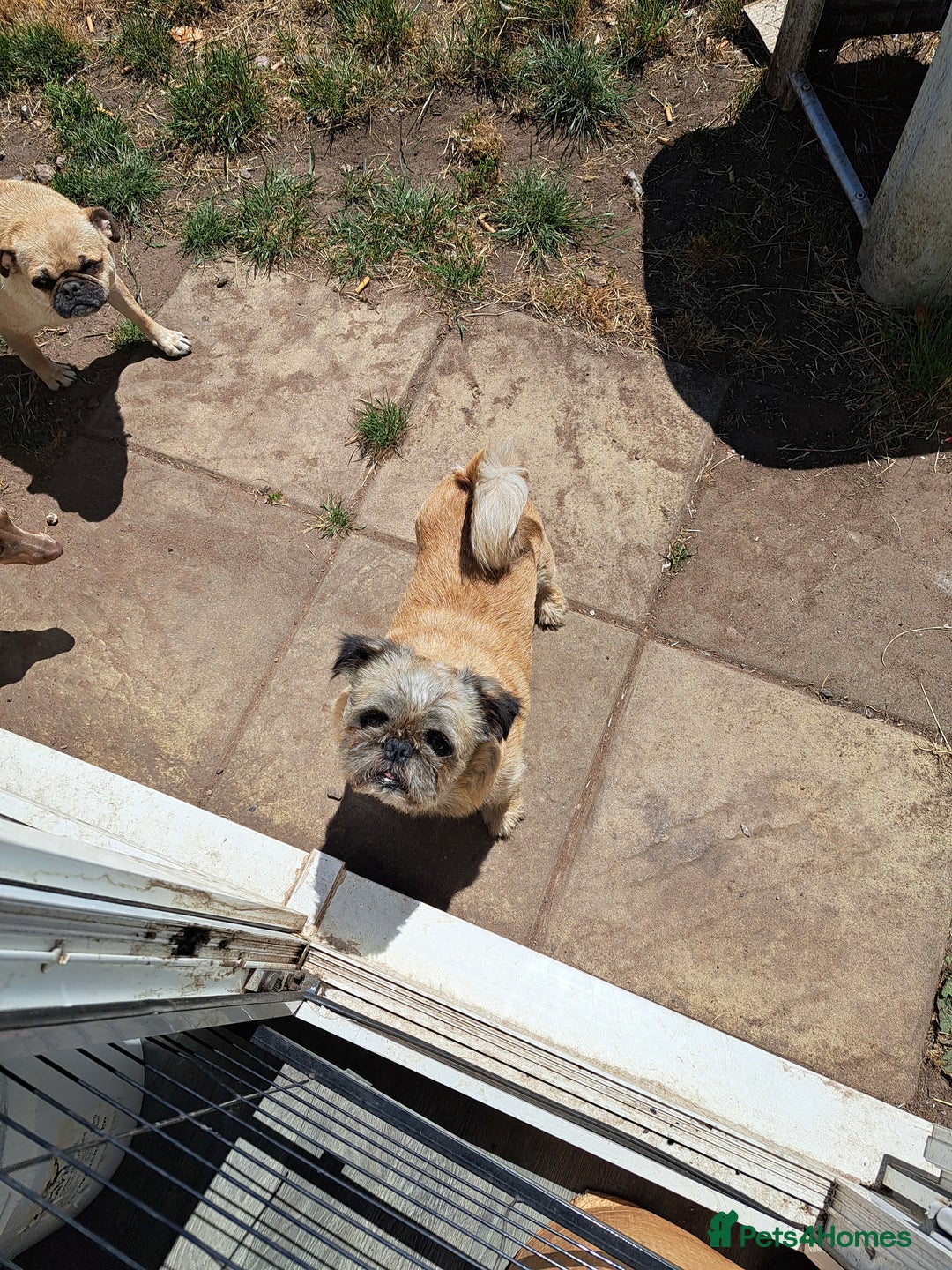 Mixed Breed dogs for sale: Perfect litter of pug cross shih-tzu  - Advert 20