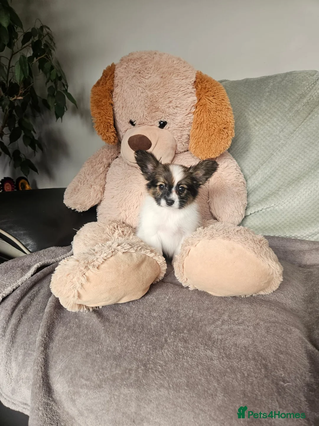 Papillon dogs for sale: Papillon puppy girls - Advert 12