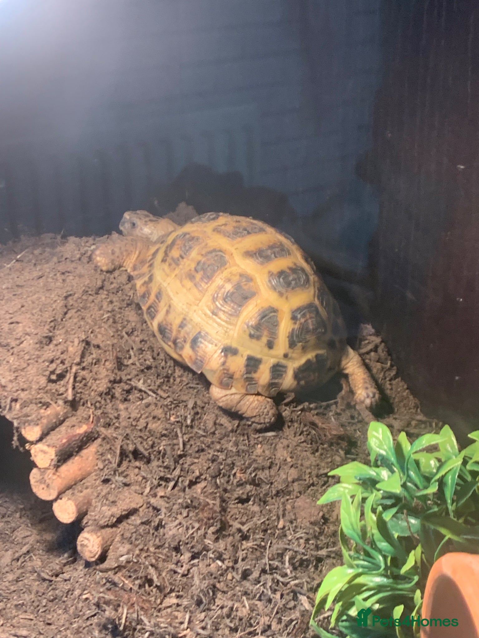 Tortoise reptiles Make Horsefeild tortoise and whole set up for sale - Advert 1