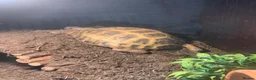 Tortoise reptiles for sale: Make Horsefeild tortoise and whole set up for sale in Northampton - Advert 1
