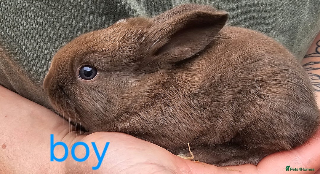 English Spot rabbits for sale: English spot x continental giant  - Image 3