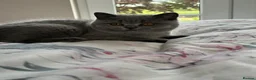 British Shorthair cats for sale: GCCF blue female now available... - Advert 6