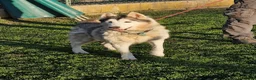Mixed Breed dogs for adoption: 😍 how beautiful is Quimera 🐶🐾 - Advert 3