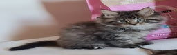 Maine Coon cats for sale: Beautiful Pedigree Mainecoons - Advert 4