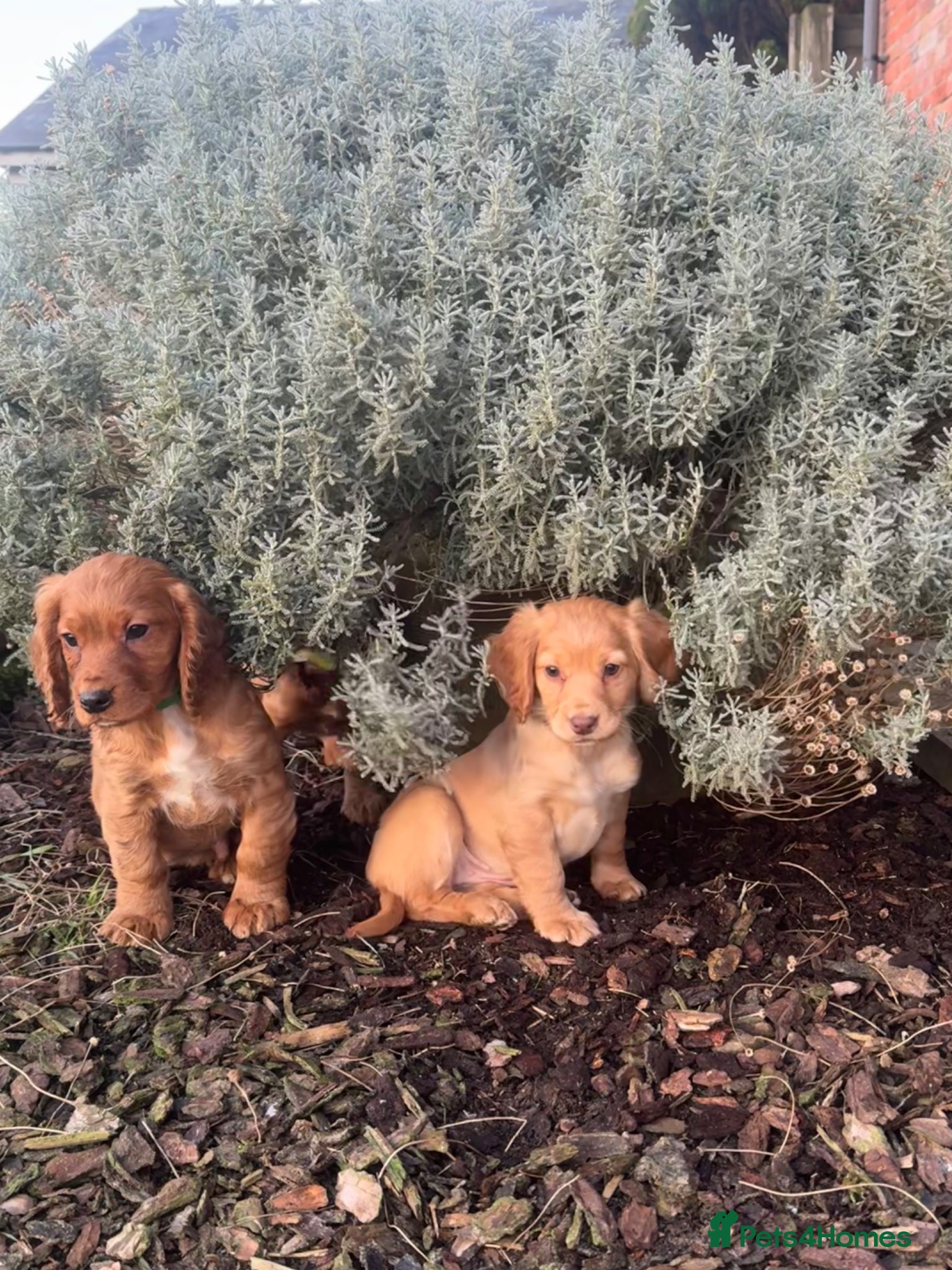 Cocker Spaniel dogs Kc Red Cocker Spaniel Puppies - Advert 17