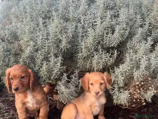 Cocker Spaniel dogs Kc Red Cocker Spaniel Puppies - Advert 17