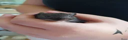 Gerbil rodents for sale: URGENT REHOMING NEEDED , 7 girl gerbils. in London - Advert 3