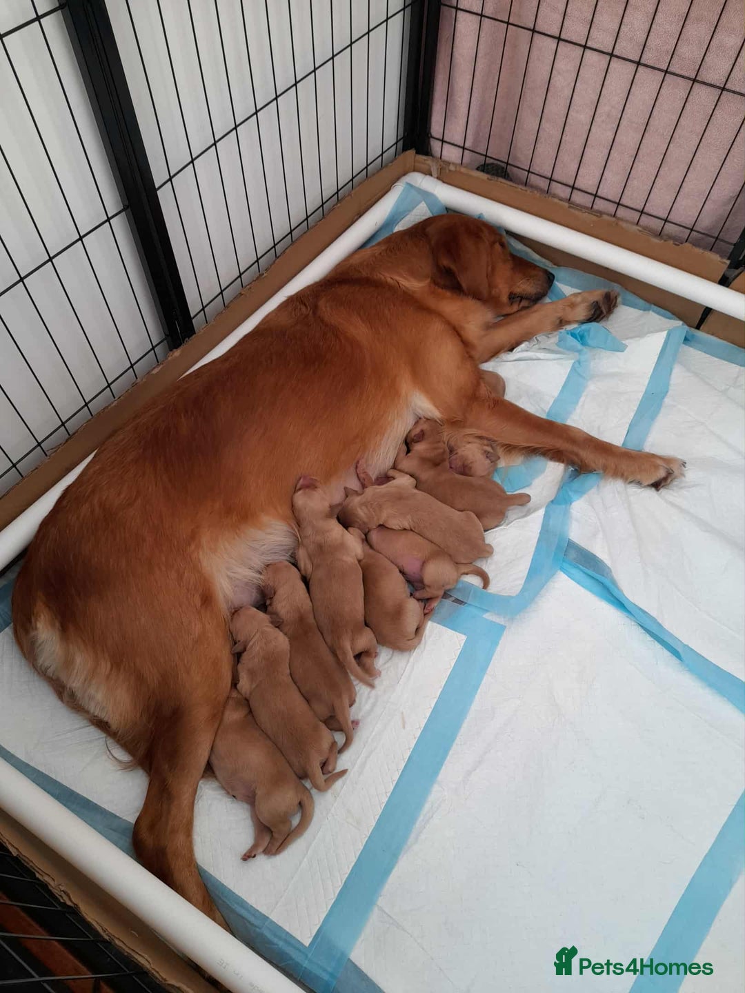 Golden Retriever dogs for sale: Golden retriver puppies (2 girls reserved) - Advert 10