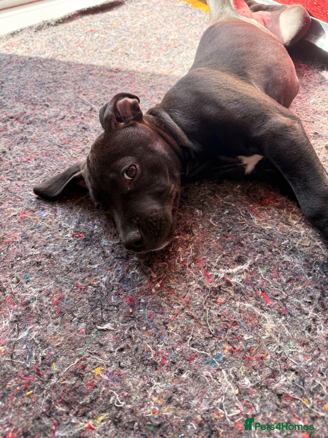 Staffordshire Bull Terrier dogs for sale: Beautiful black girl staffy for sale - Advert 7