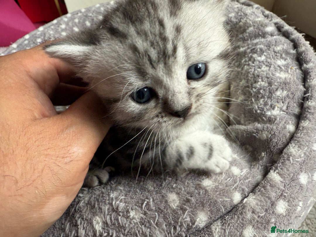 British Shorthair cats for sale: GCCF Rare Show Quality BSH Silver Tabby Kittens - Image 36