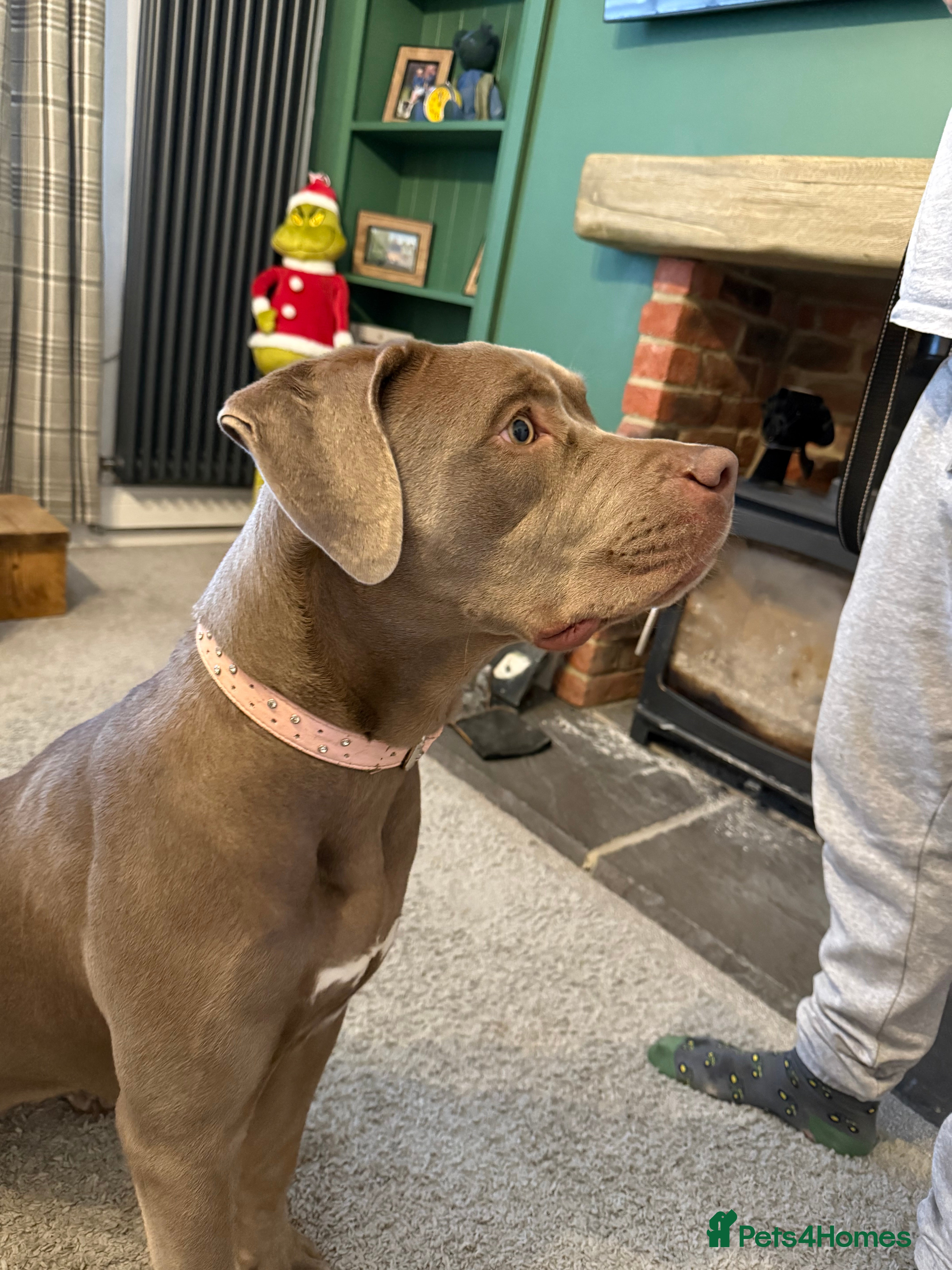 Mixed Breed dogs Mastiff x female  - Advert 10