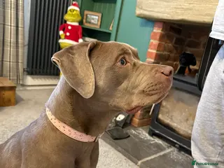 Mixed Breed dogs Mastiff x female - Advert 10