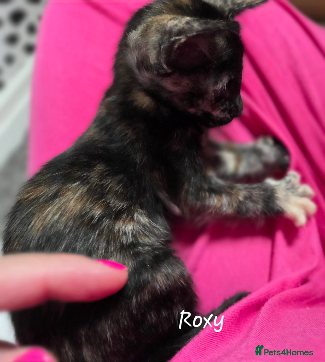 Oriental cats for sale: Beautiful GCCF registered Oriental kittens - Image 9
