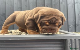 English Bulldog dogs for sale: Quality English bulldogs  - Image 1