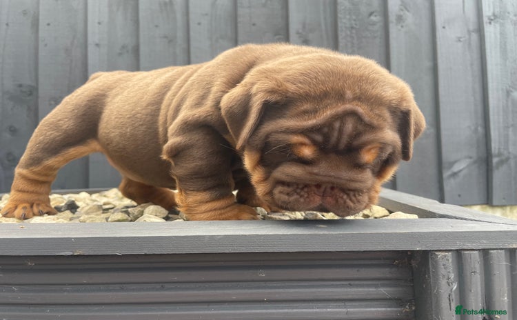 English Bulldog dogs - Advert 1