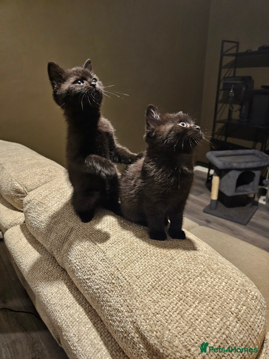 Mixed Breed cats for sale: 2 Black kittens - Advert 1